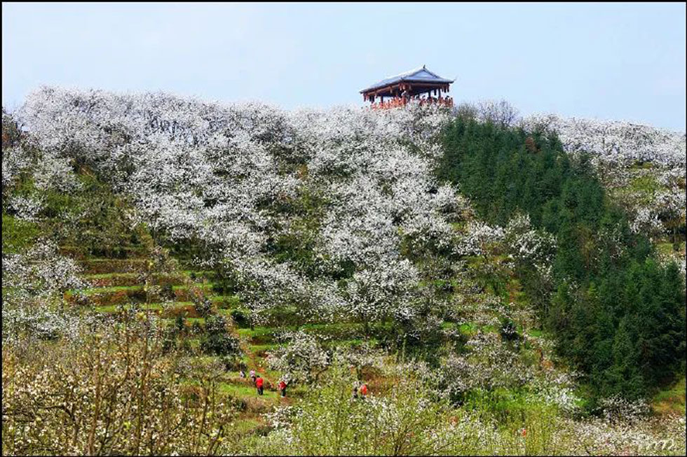 【春天，广西桂林灌阳县向您发出邀请！】我们在灌阳看梨花 - 游山玩水 - 衡阳生活社区 - 衡阳28生活网 hy.28life.net