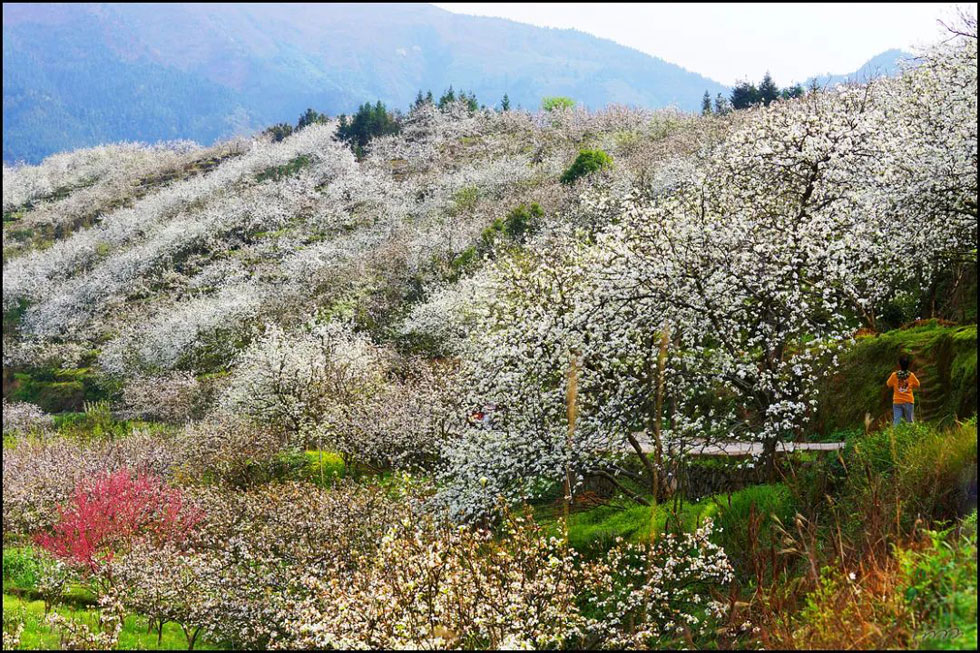 【春天，广西桂林灌阳县向您发出邀请！】我们在灌阳看梨花 - 游山玩水 - 衡阳生活社区 - 衡阳28生活网 hy.28life.net