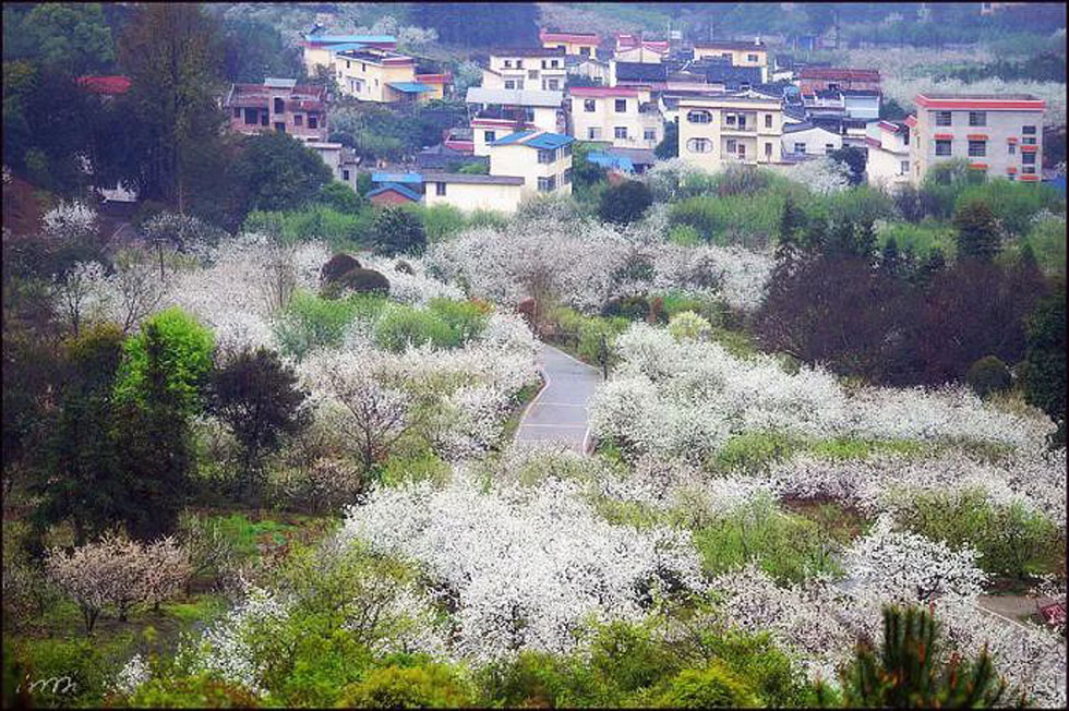 【春天，广西桂林灌阳县向您发出邀请！】我们在灌阳看梨花 - 游山玩水 - 衡阳生活社区 - 衡阳28生活网 hy.28life.net