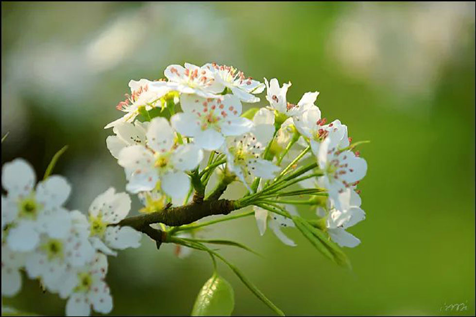 【春天，广西桂林灌阳县向您发出邀请！】我们在灌阳看梨花 - 游山玩水 - 衡阳生活社区 - 衡阳28生活网 hy.28life.net