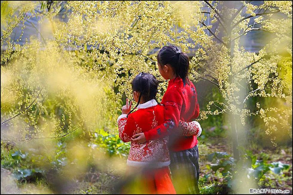 【春天，广西桂林灌阳县向您发出邀请！】米珠山前有片山苍子花在飘香 - 游山玩水 - 衡阳生活社区 - 衡阳28生活网 hy.28life.net