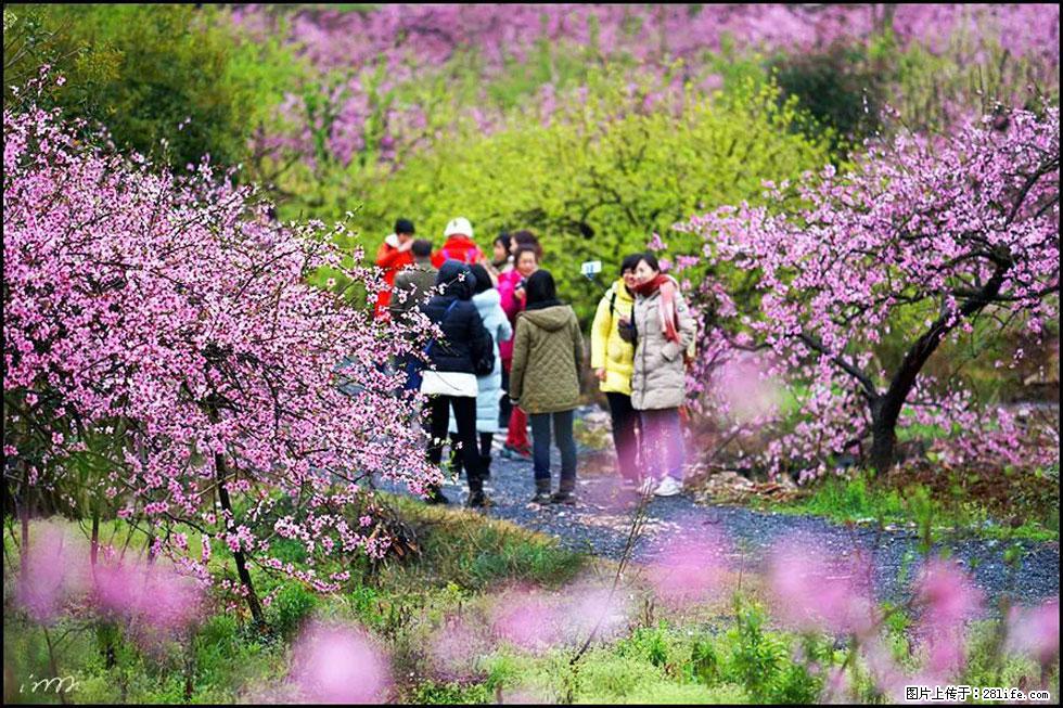 【春天，广西桂林灌阳县向您发出邀请！】官庄村有个醉美的桃花园 - 游山玩水 - 衡阳生活社区 - 衡阳28生活网 hy.28life.net