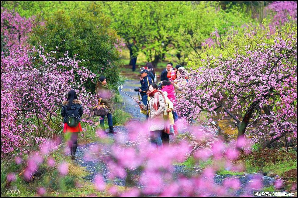 【春天，广西桂林灌阳县向您发出邀请！】官庄村有个醉美的桃花园 - 游山玩水 - 衡阳生活社区 - 衡阳28生活网 hy.28life.net