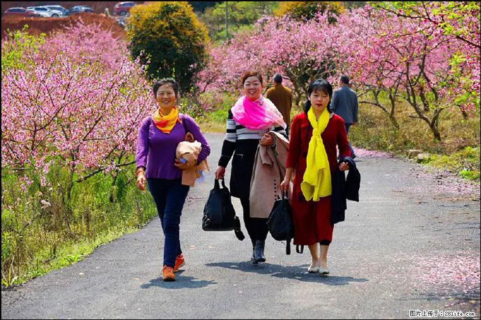 【春天，广西桂林灌阳县向您发出邀请！】官庄村有个醉美的桃花园 - 游山玩水 - 衡阳生活社区 - 衡阳28生活网 hy.28life.net