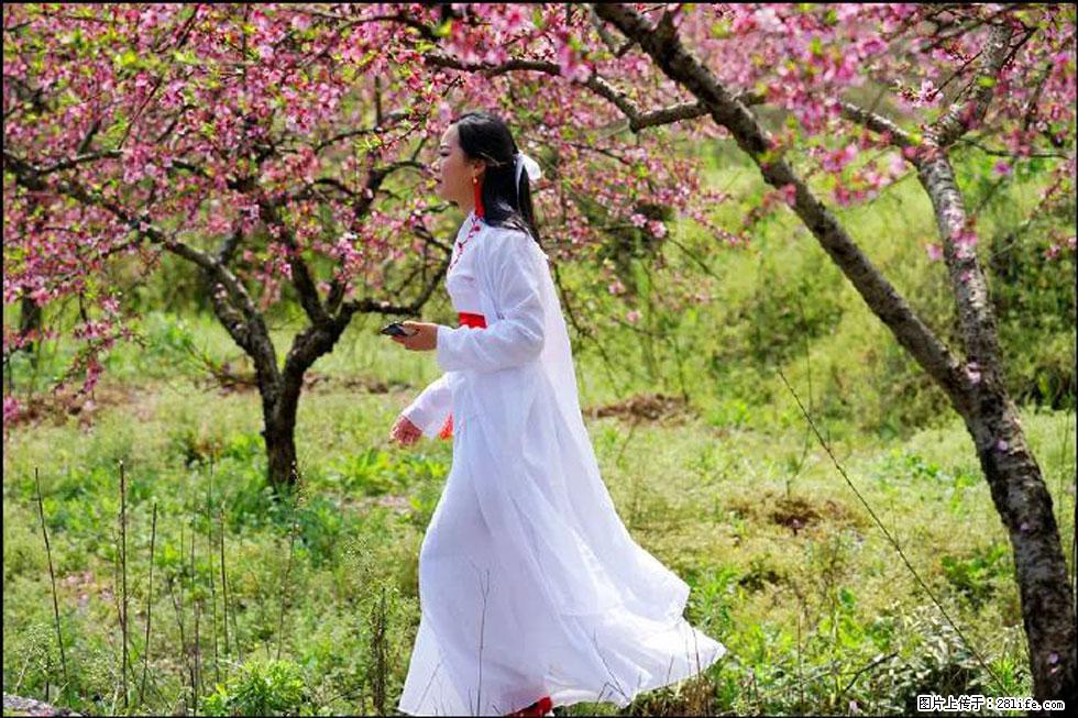 【春天，广西桂林灌阳县向您发出邀请！】官庄村有个醉美的桃花园 - 游山玩水 - 衡阳生活社区 - 衡阳28生活网 hy.28life.net