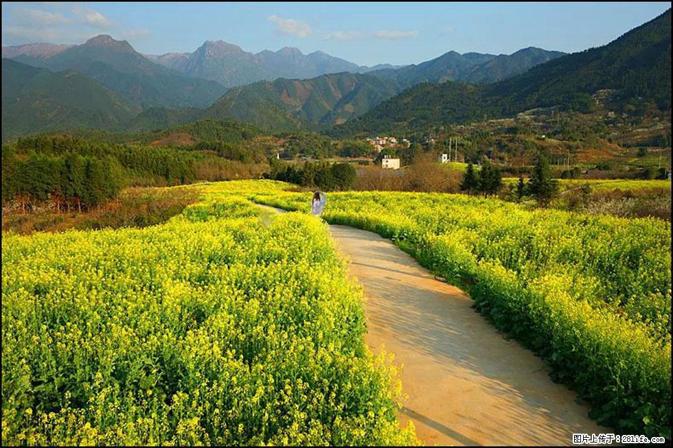 【春天，广西桂林灌阳县向您发出邀请！】长坪村油菜盛情花开 - 游山玩水 - 衡阳生活社区 - 衡阳28生活网 hy.28life.net