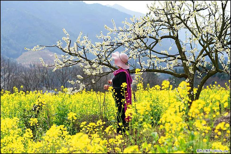 【春天，广西桂林灌阳县向您发出邀请！】长坪村油菜盛情花开 - 游山玩水 - 衡阳生活社区 - 衡阳28生活网 hy.28life.net