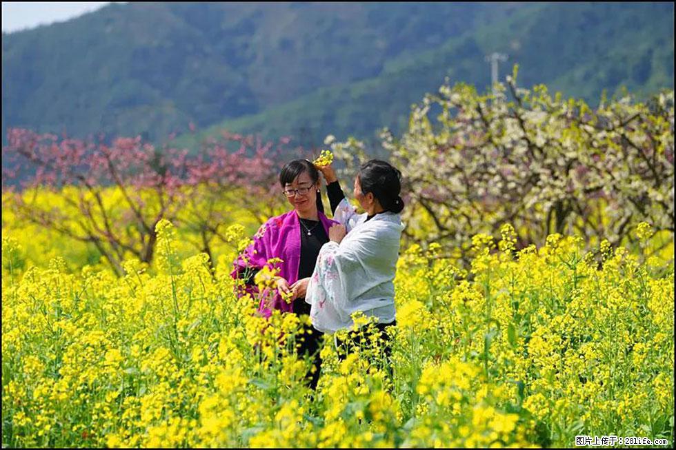 【春天，广西桂林灌阳县向您发出邀请！】长坪村油菜盛情花开 - 游山玩水 - 衡阳生活社区 - 衡阳28生活网 hy.28life.net