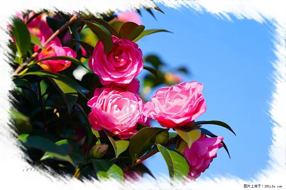 【春天，广西桂林灌阳县向您发出邀请！】杨柳井茶花惹人爱 - 游山玩水 - 衡阳生活社区 - 衡阳28生活网 hy.28life.net