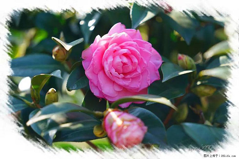 【春天，广西桂林灌阳县向您发出邀请！】杨柳井茶花惹人爱 - 游山玩水 - 衡阳生活社区 - 衡阳28生活网 hy.28life.net