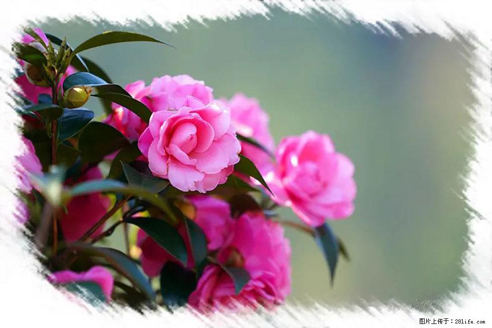 【春天，广西桂林灌阳县向您发出邀请！】杨柳井茶花惹人爱 - 游山玩水 - 衡阳生活社区 - 衡阳28生活网 hy.28life.net