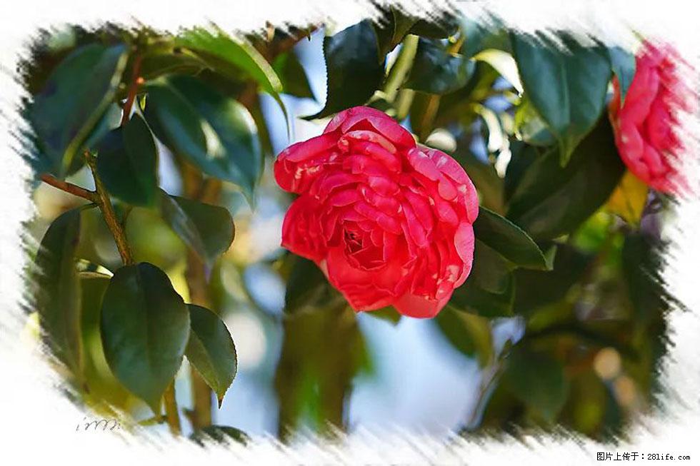 【春天，广西桂林灌阳县向您发出邀请！】杨柳井茶花惹人爱 - 游山玩水 - 衡阳生活社区 - 衡阳28生活网 hy.28life.net