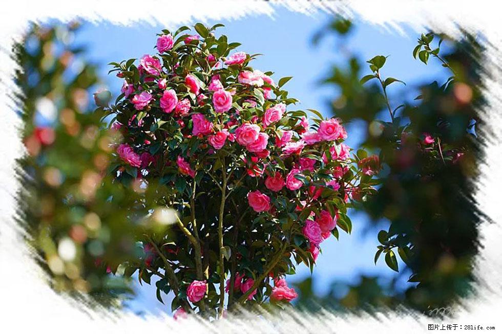 【春天，广西桂林灌阳县向您发出邀请！】杨柳井茶花惹人爱 - 游山玩水 - 衡阳生活社区 - 衡阳28生活网 hy.28life.net