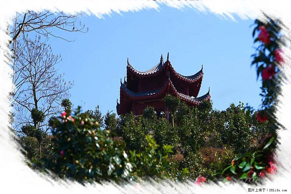 【春天，广西桂林灌阳县向您发出邀请！】杨柳井茶花惹人爱 - 游山玩水 - 衡阳生活社区 - 衡阳28生活网 hy.28life.net