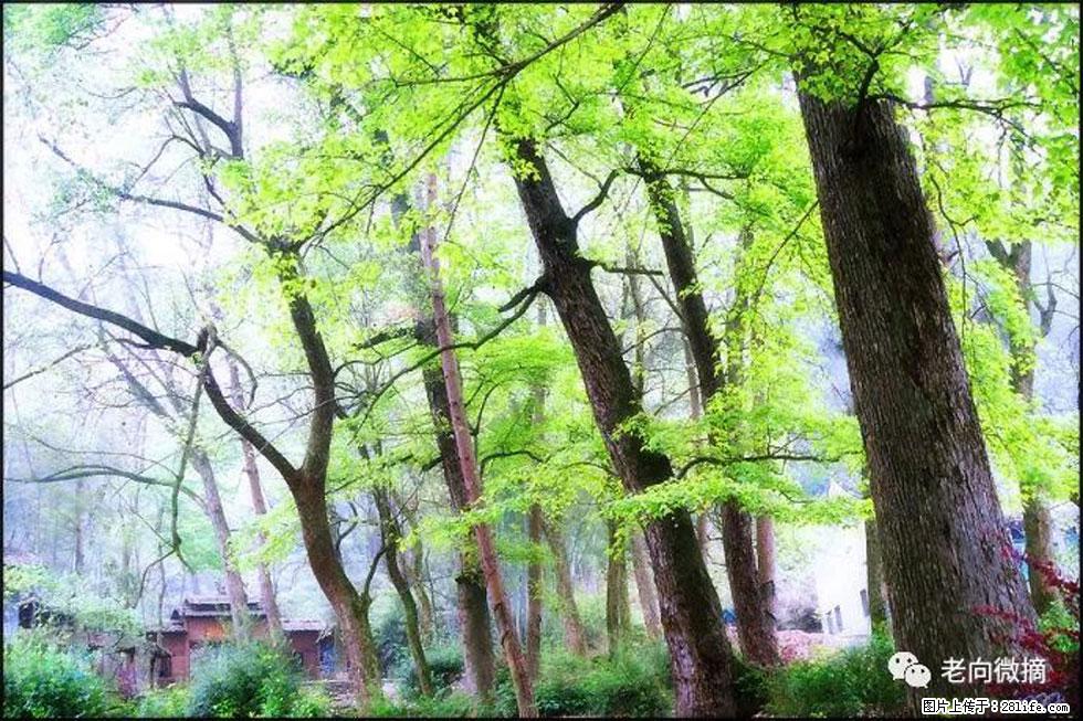 【春天，广西桂林灌阳县向您发出邀请！】在小龙村与春天约会 - 游山玩水 - 衡阳生活社区 - 衡阳28生活网 hy.28life.net