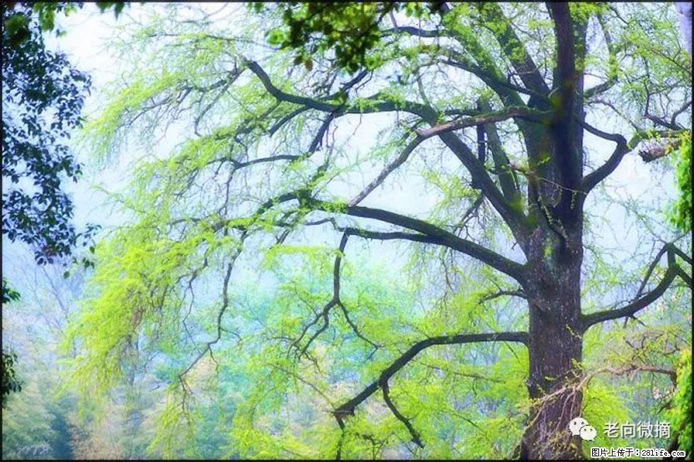 【春天，广西桂林灌阳县向您发出邀请！】在小龙村与春天约会 - 游山玩水 - 衡阳生活社区 - 衡阳28生活网 hy.28life.net