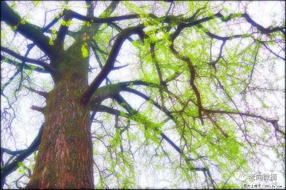 【春天，广西桂林灌阳县向您发出邀请！】在小龙村与春天约会 - 游山玩水 - 衡阳生活社区 - 衡阳28生活网 hy.28life.net
