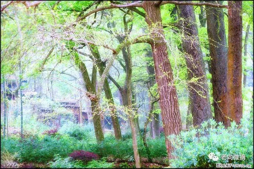 【春天，广西桂林灌阳县向您发出邀请！】在小龙村与春天约会 - 游山玩水 - 衡阳生活社区 - 衡阳28生活网 hy.28life.net