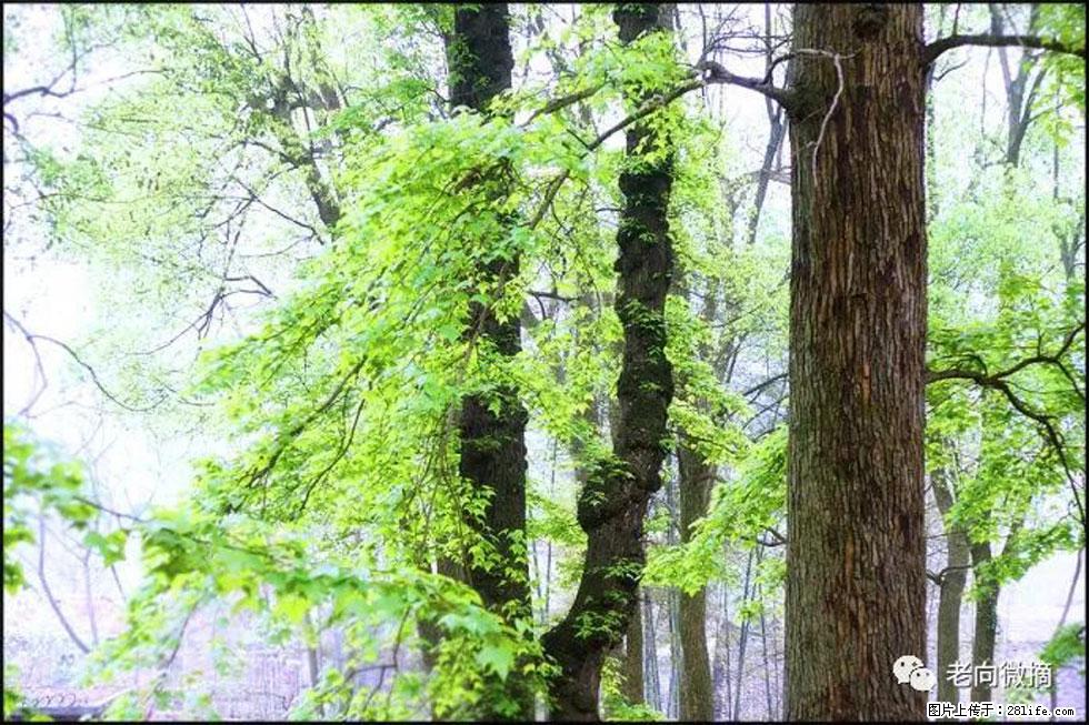 【春天，广西桂林灌阳县向您发出邀请！】在小龙村与春天约会 - 游山玩水 - 衡阳生活社区 - 衡阳28生活网 hy.28life.net