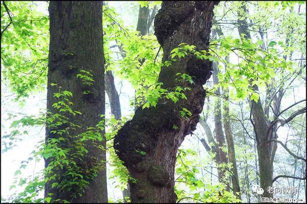 【春天，广西桂林灌阳县向您发出邀请！】在小龙村与春天约会 - 游山玩水 - 衡阳生活社区 - 衡阳28生活网 hy.28life.net