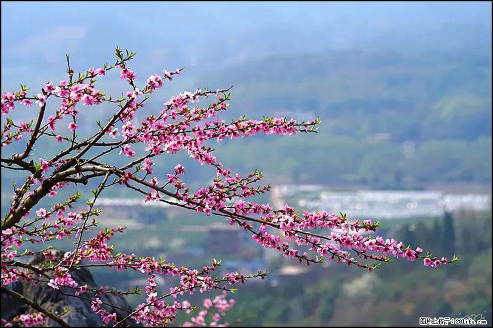 【春天，广西桂林灌阳县向您发出邀请！】望月岭上桃花开 - 游山玩水 - 衡阳生活社区 - 衡阳28生活网 hy.28life.net