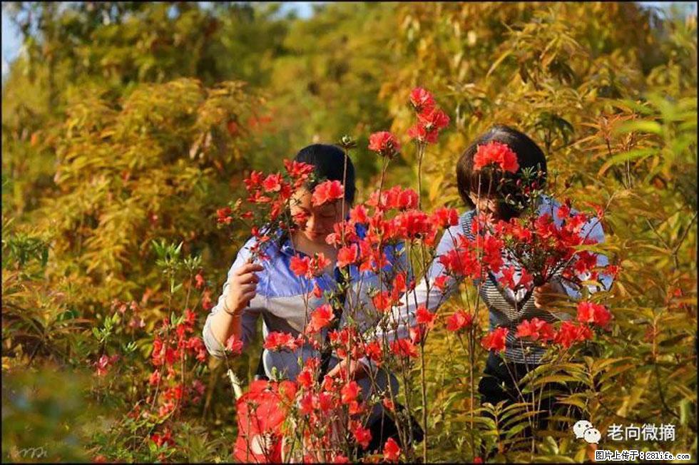 【春天，广西桂林灌阳县向您发出邀请！】登麒麟山，相约映山红 - 游山玩水 - 衡阳生活社区 - 衡阳28生活网 hy.28life.net