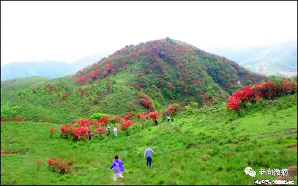 【春天，广西桂林灌阳县向您发出邀请！】宝盖山上映山红 - 游山玩水 - 衡阳生活社区 - 衡阳28生活网 hy.28life.net