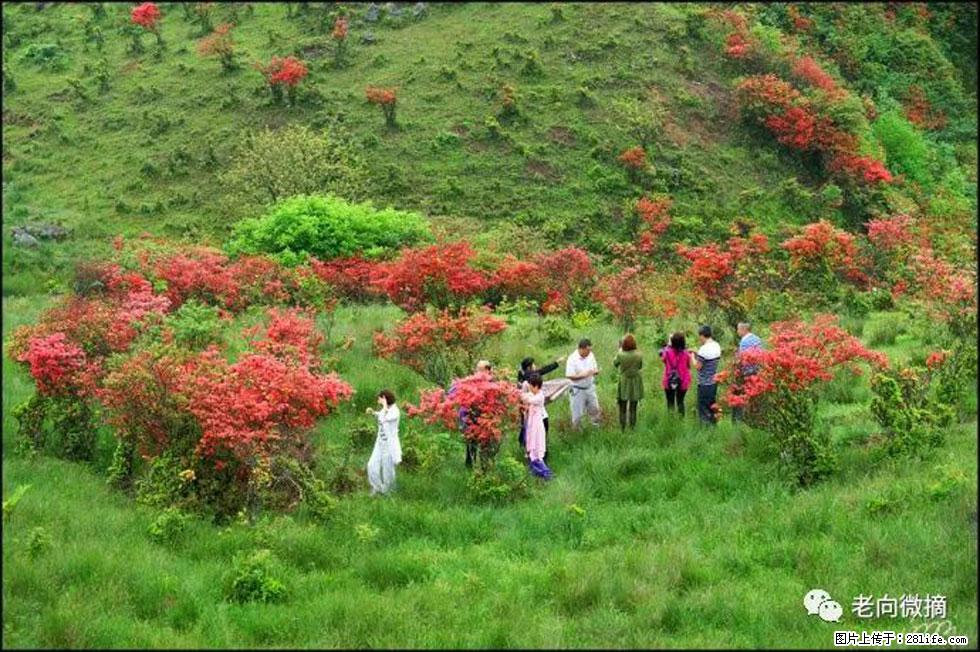 【春天，广西桂林灌阳县向您发出邀请！】宝盖山上映山红 - 游山玩水 - 衡阳生活社区 - 衡阳28生活网 hy.28life.net