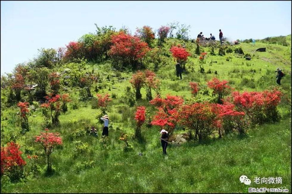 【春天，广西桂林灌阳县向您发出邀请！】宝盖山上映山红 - 游山玩水 - 衡阳生活社区 - 衡阳28生活网 hy.28life.net