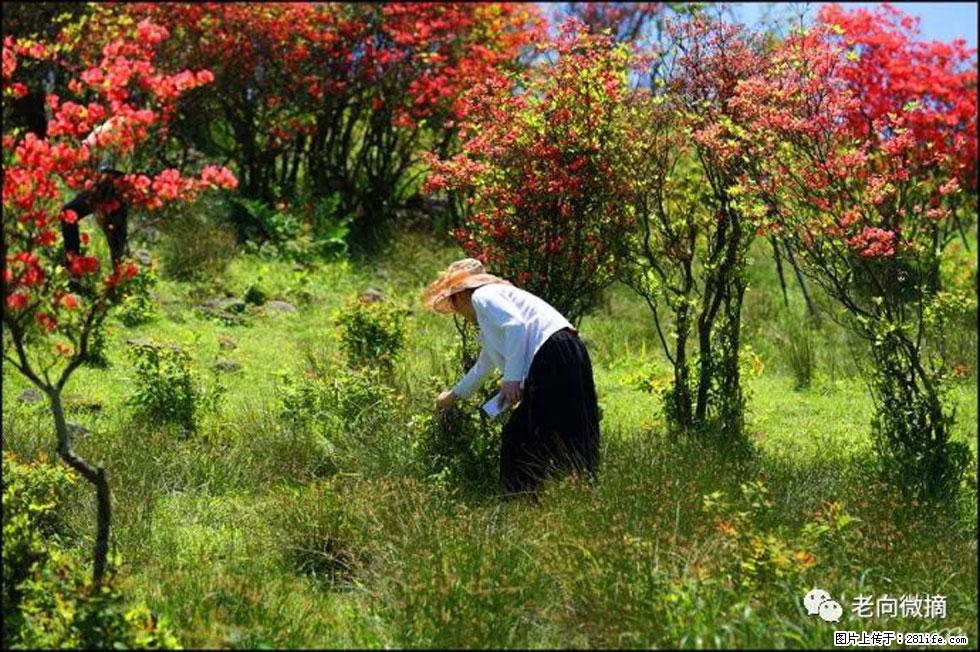 【春天，广西桂林灌阳县向您发出邀请！】宝盖山上映山红 - 游山玩水 - 衡阳生活社区 - 衡阳28生活网 hy.28life.net