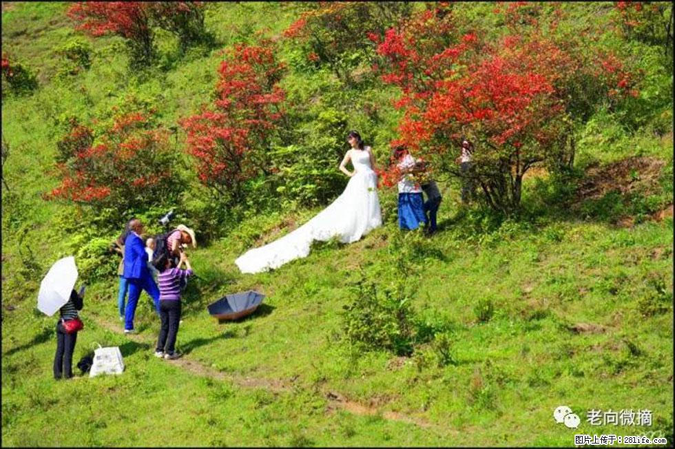 【春天，广西桂林灌阳县向您发出邀请！】宝盖山上映山红 - 游山玩水 - 衡阳生活社区 - 衡阳28生活网 hy.28life.net