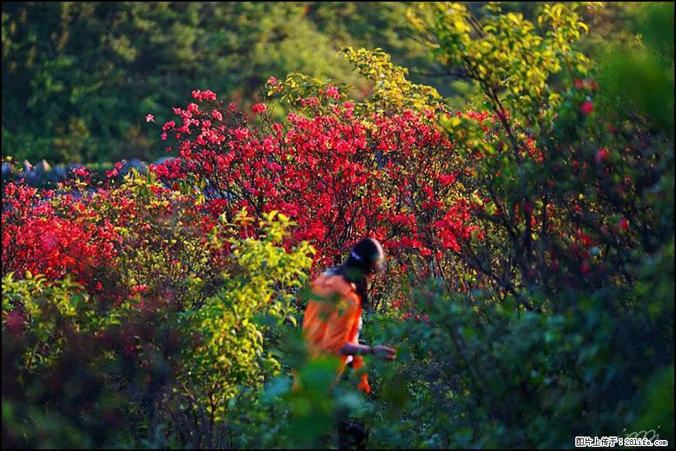 【春天，广西桂林灌阳县向您发出邀请！】春木界上映山红 - 游山玩水 - 衡阳生活社区 - 衡阳28生活网 hy.28life.net