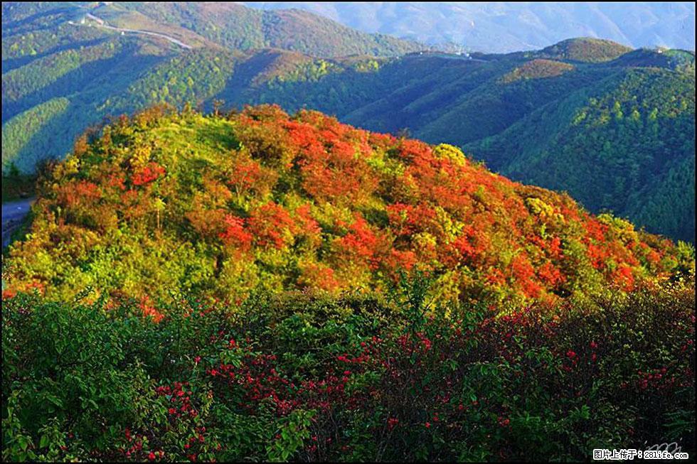 【春天，广西桂林灌阳县向您发出邀请！】春木界上映山红 - 游山玩水 - 衡阳生活社区 - 衡阳28生活网 hy.28life.net