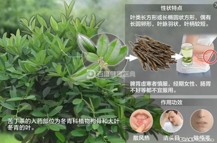苦丁茶有哪些功效和作用 - 生活百科 - 衡阳生活社区 - 衡阳28生活网 hy.28life.net