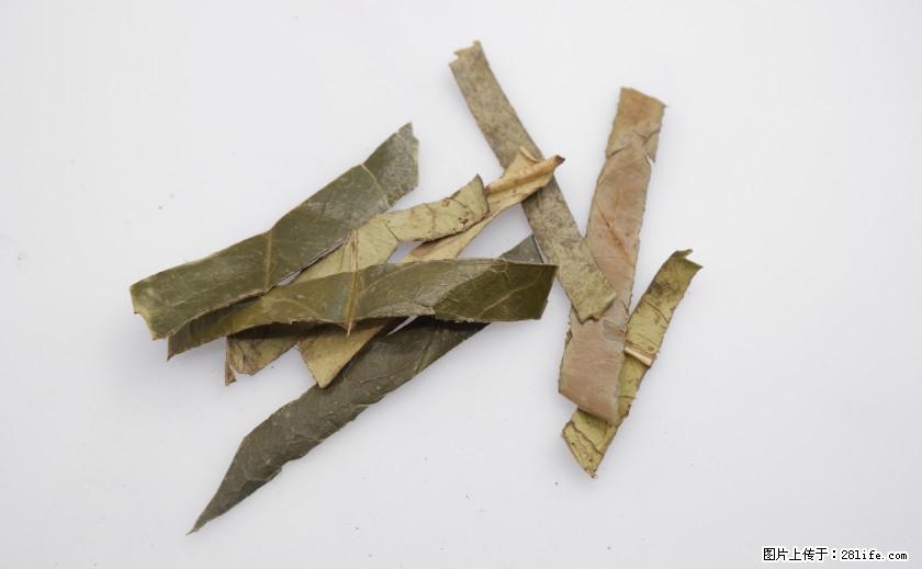 苦丁茶有哪些功效和作用 - 生活百科 - 衡阳生活社区 - 衡阳28生活网 hy.28life.net