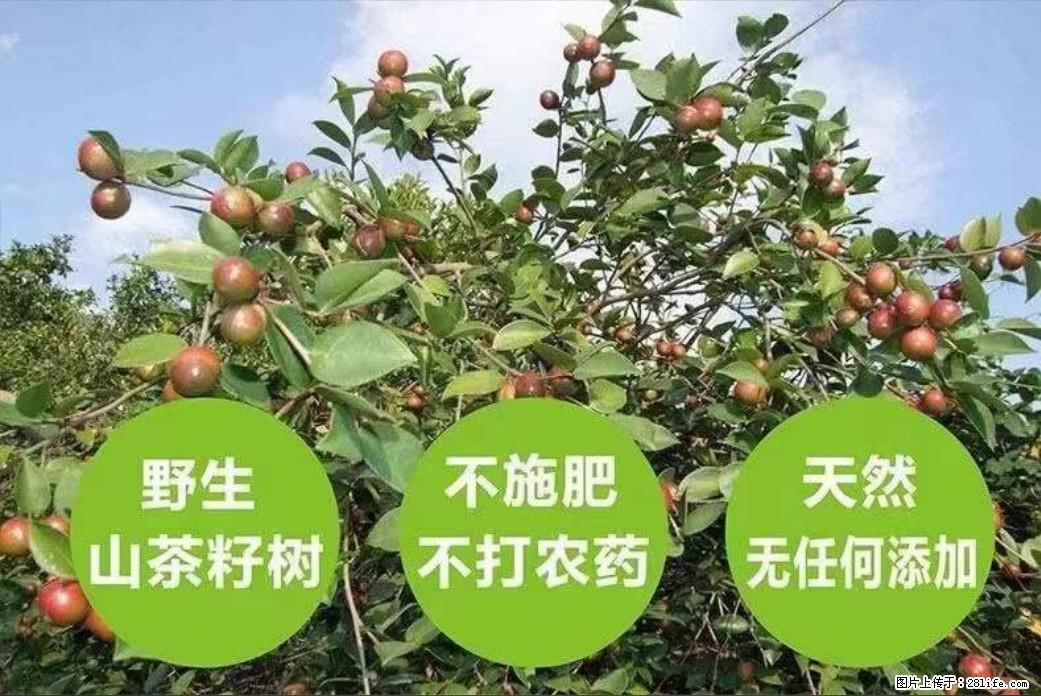 【灌阳县油茶产业示范区】一个有着充实的精神生活的人，对待身外之物自会有一种淡泊的态度 - 土特产 - 饮食特产 - 衡阳分类信息 - 衡阳28生活网 hy.28life.net