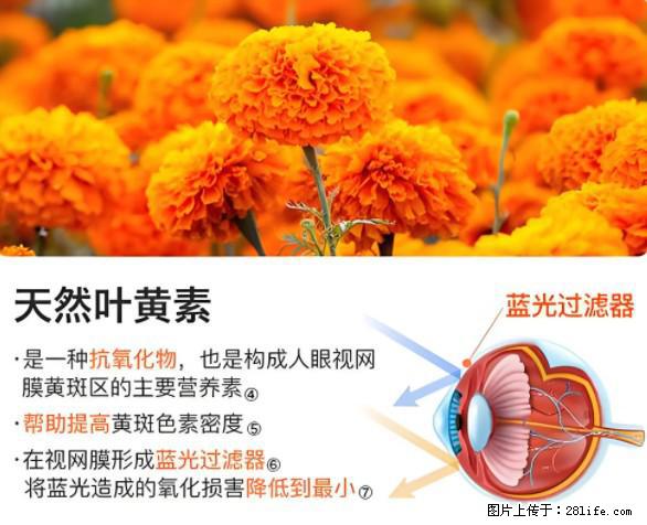 叶黄素有什么功效和作用 - 生活百科 - 衡阳生活社区 - 衡阳28生活网 hy.28life.net