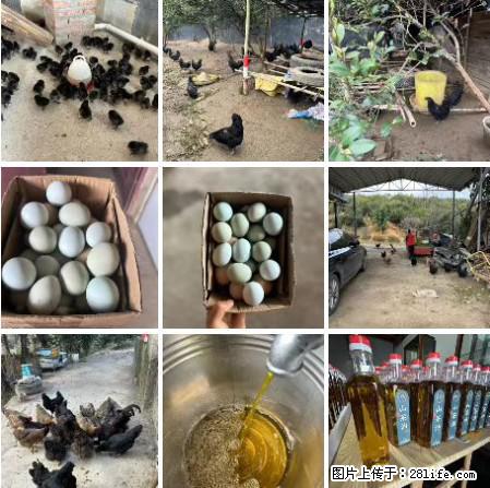 油茶园从小鸡仔开始养起的纯土鸡、土鸡蛋可以预定啦！还有前几天刚榨的纯山茶油哦 - 土特产 - 饮食特产 - 衡阳分类信息 - 衡阳28生活网 hy.28life.net