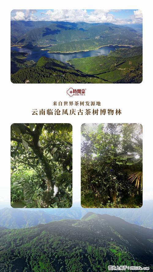 时间果百年古树2025年春红茶 - 购物交流 - 衡阳生活社区 - 衡阳28生活网 hy.28life.net