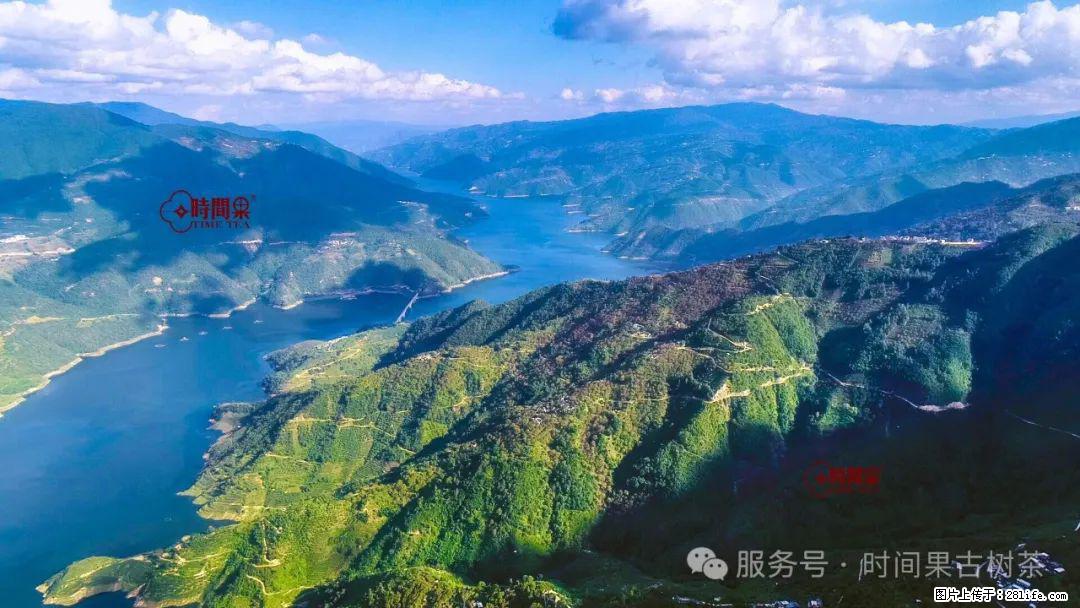 时间果百年古树龙珠普洱生茶 - 购物交流 - 衡阳生活社区 - 衡阳28生活网 hy.28life.net