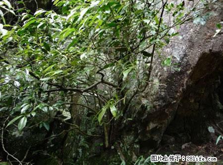 平乐石崖茶，珍贵仅次于金花茶 - 衡阳生活资讯 - 衡阳28生活网 hy.28life.net