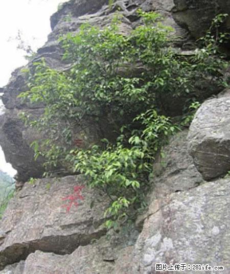平乐石崖茶，珍贵仅次于金花茶 - 衡阳生活资讯 - 衡阳28生活网 hy.28life.net