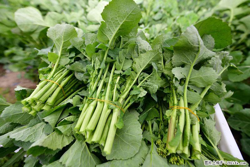 这些蔬菜是“天然钙片”，这6种被医生重点推荐 - 衡阳生活资讯 - 衡阳28生活网 hy.28life.net